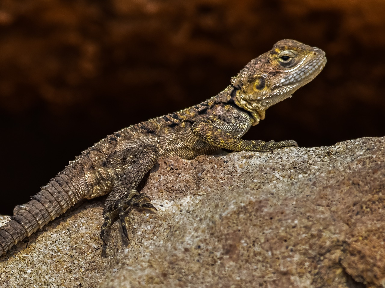 stellagama stellio cypriaca  lizard  endemic free photo