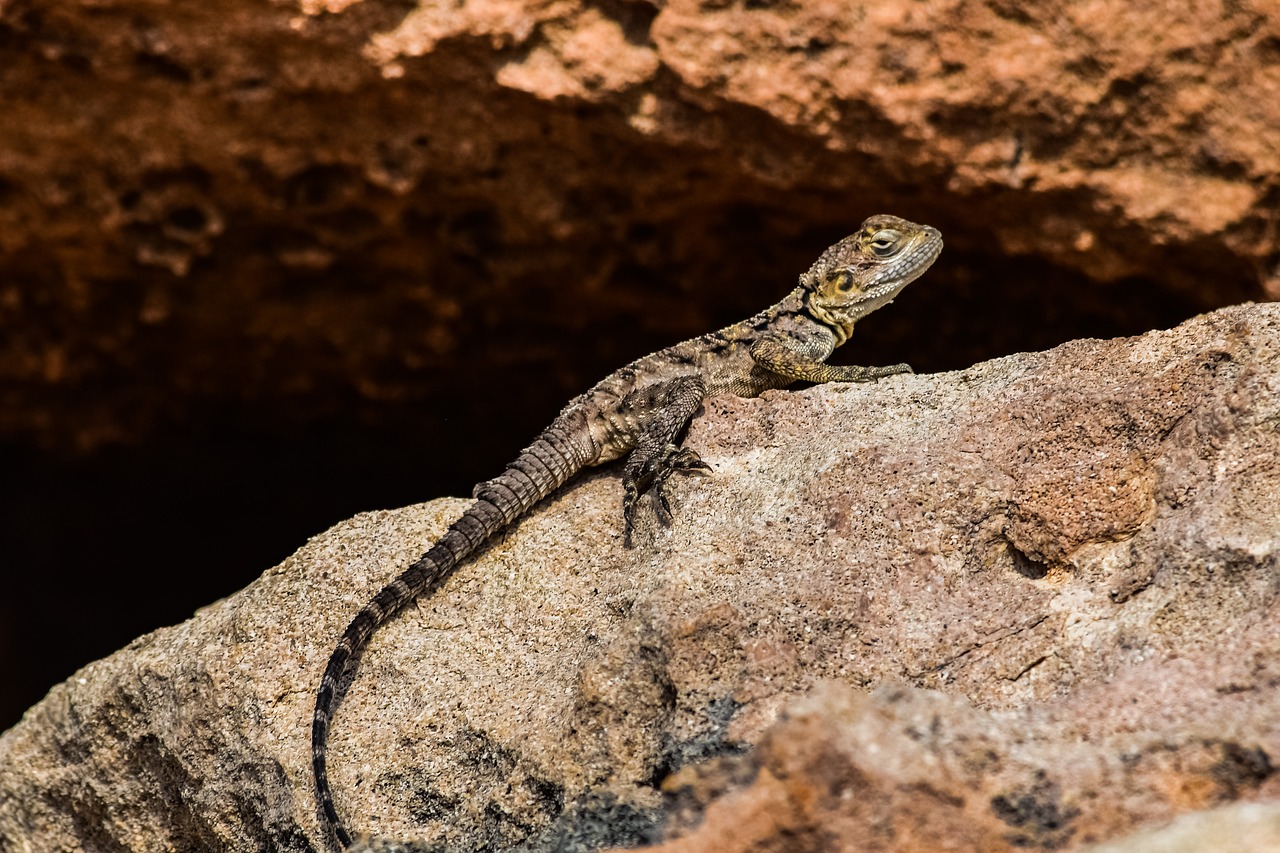 stellagama stellio cypriaca  lizard  endemic free photo