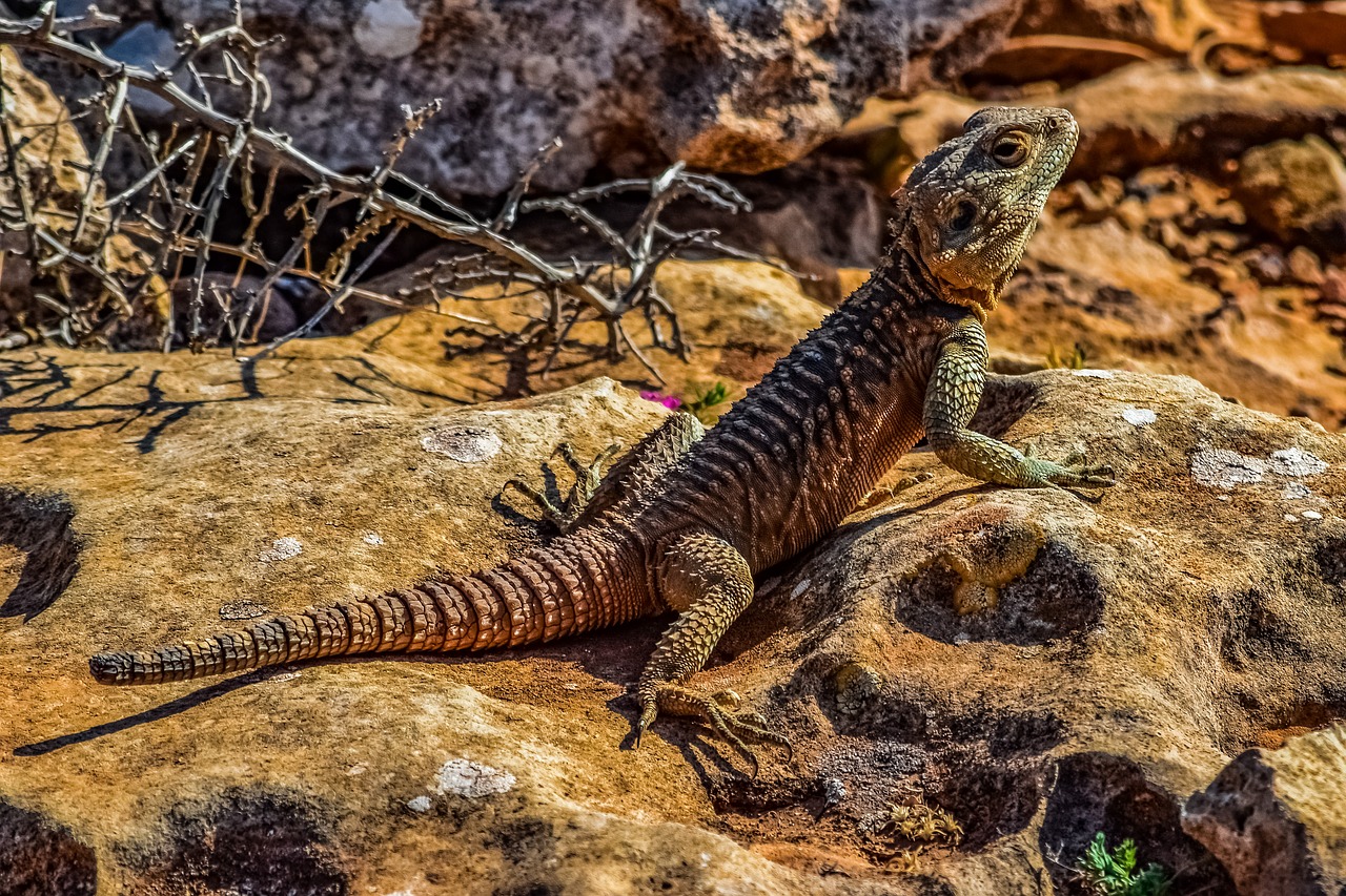 stellagama stellio cypriaca  lizard  endemic free photo