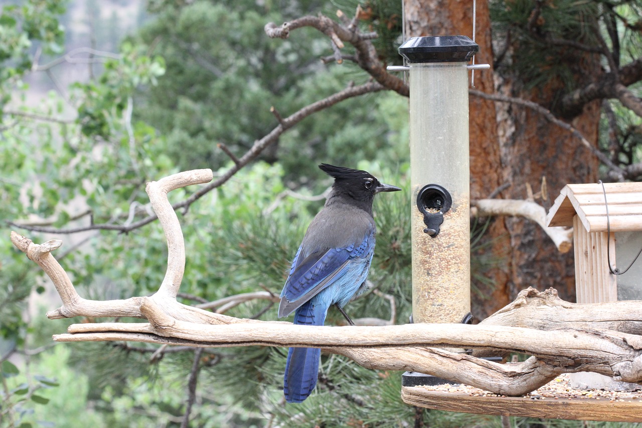 stellar jay  cute  cute bird free photo