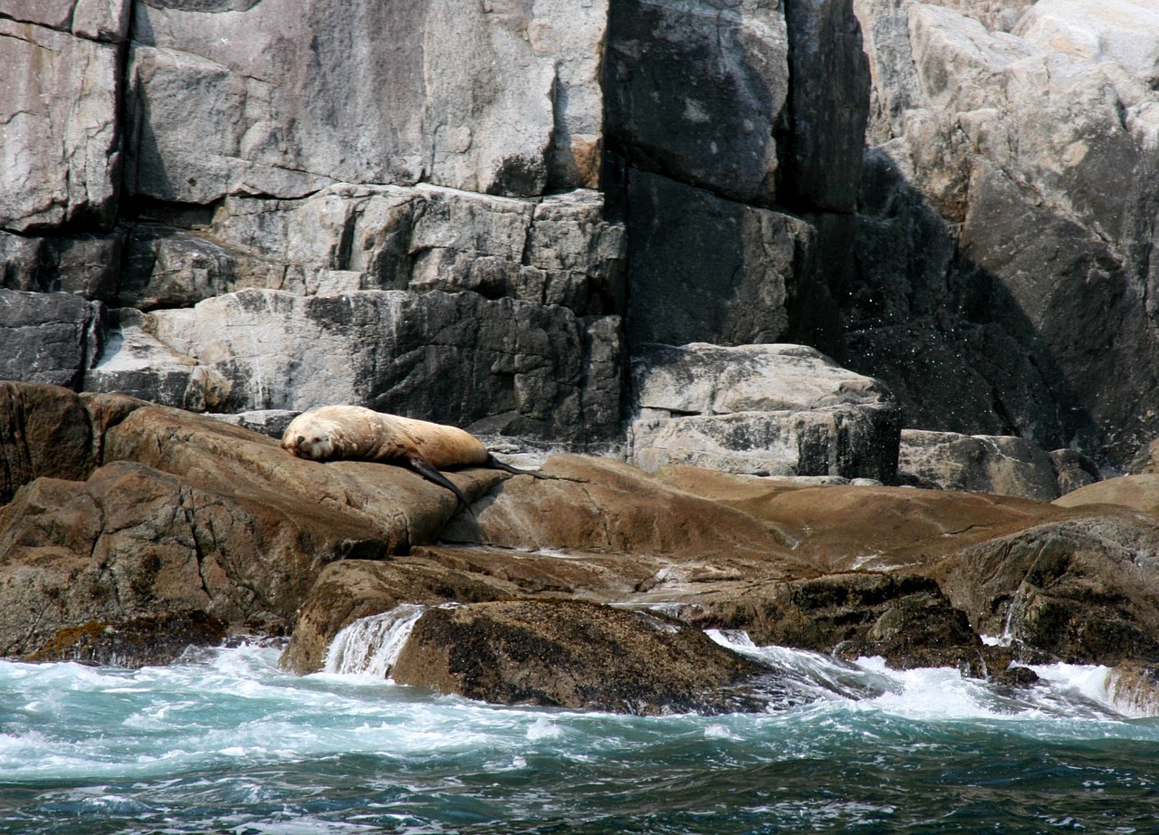 stellar sea lion rocks sleeping free photo