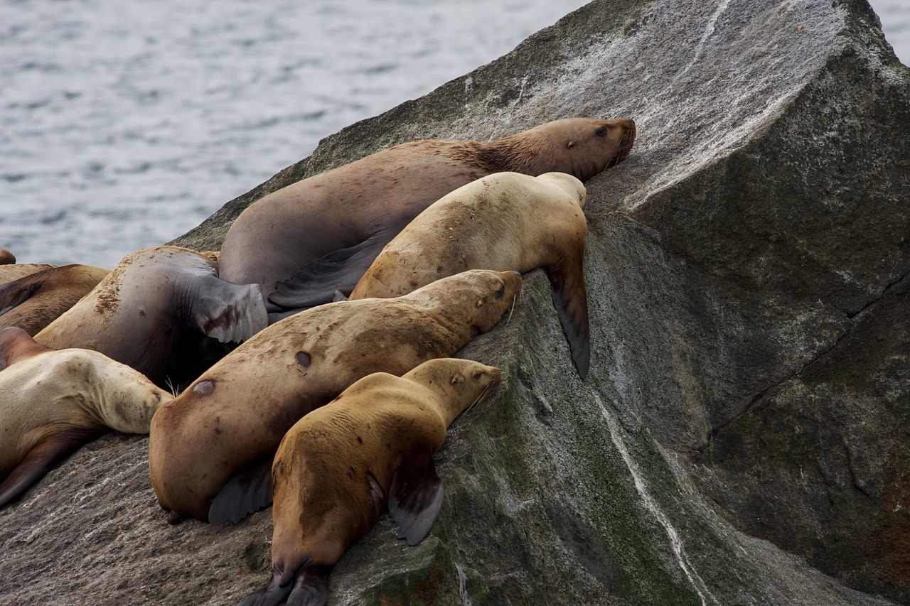stellar sea lions rocks sleeping free photo
