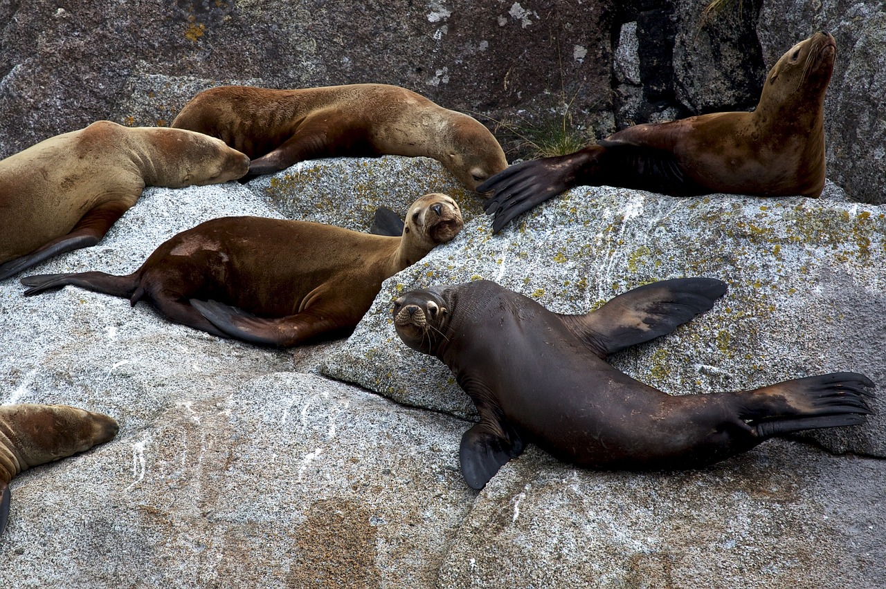 stellar sea lions rocks sleeping free photo