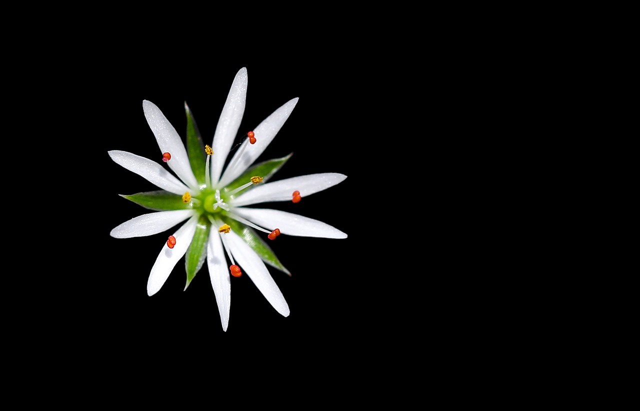 stellaria flower background free photo