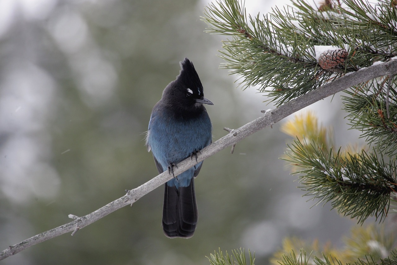 stellar's jay bird wildlife free photo