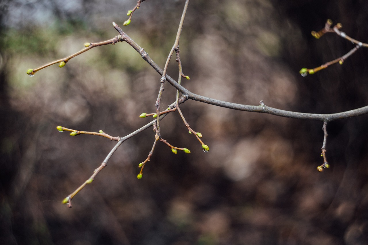 stem plant nature free photo