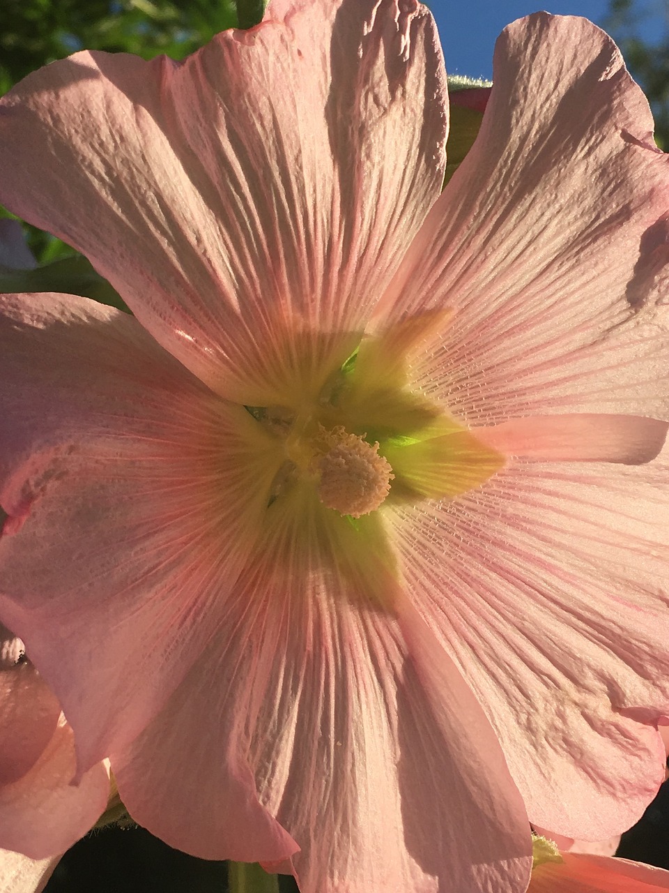 stem rose flower pink free photo