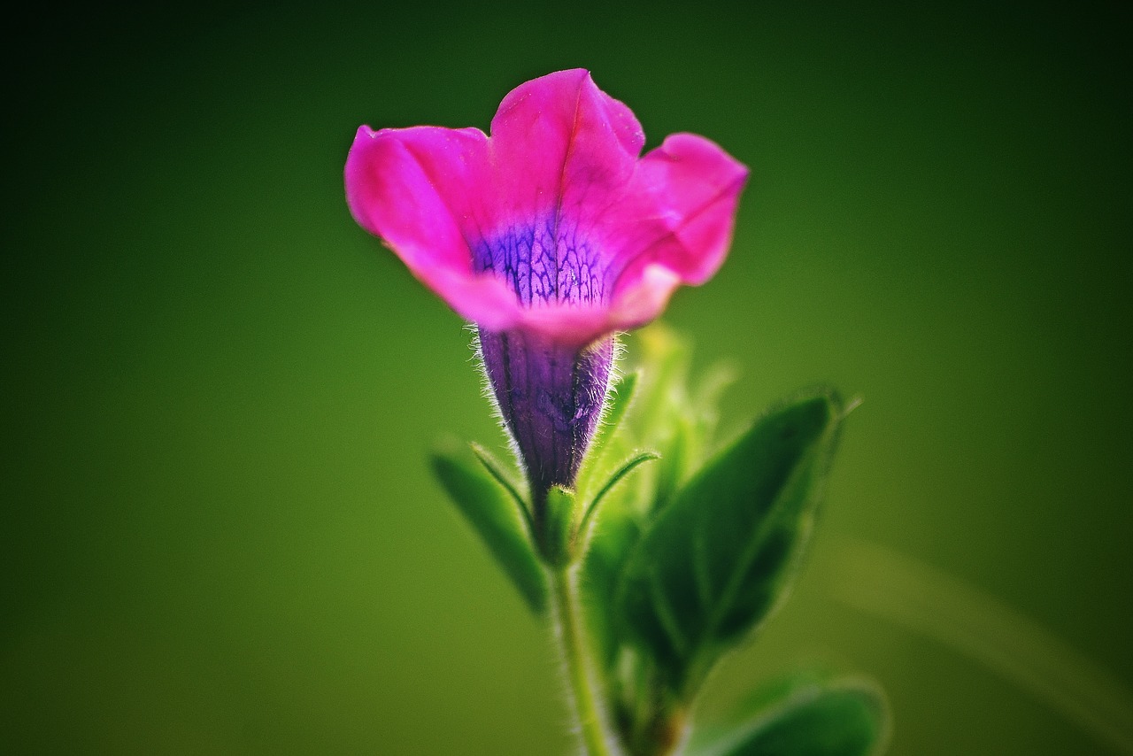 stemless gentian  flower  red free photo