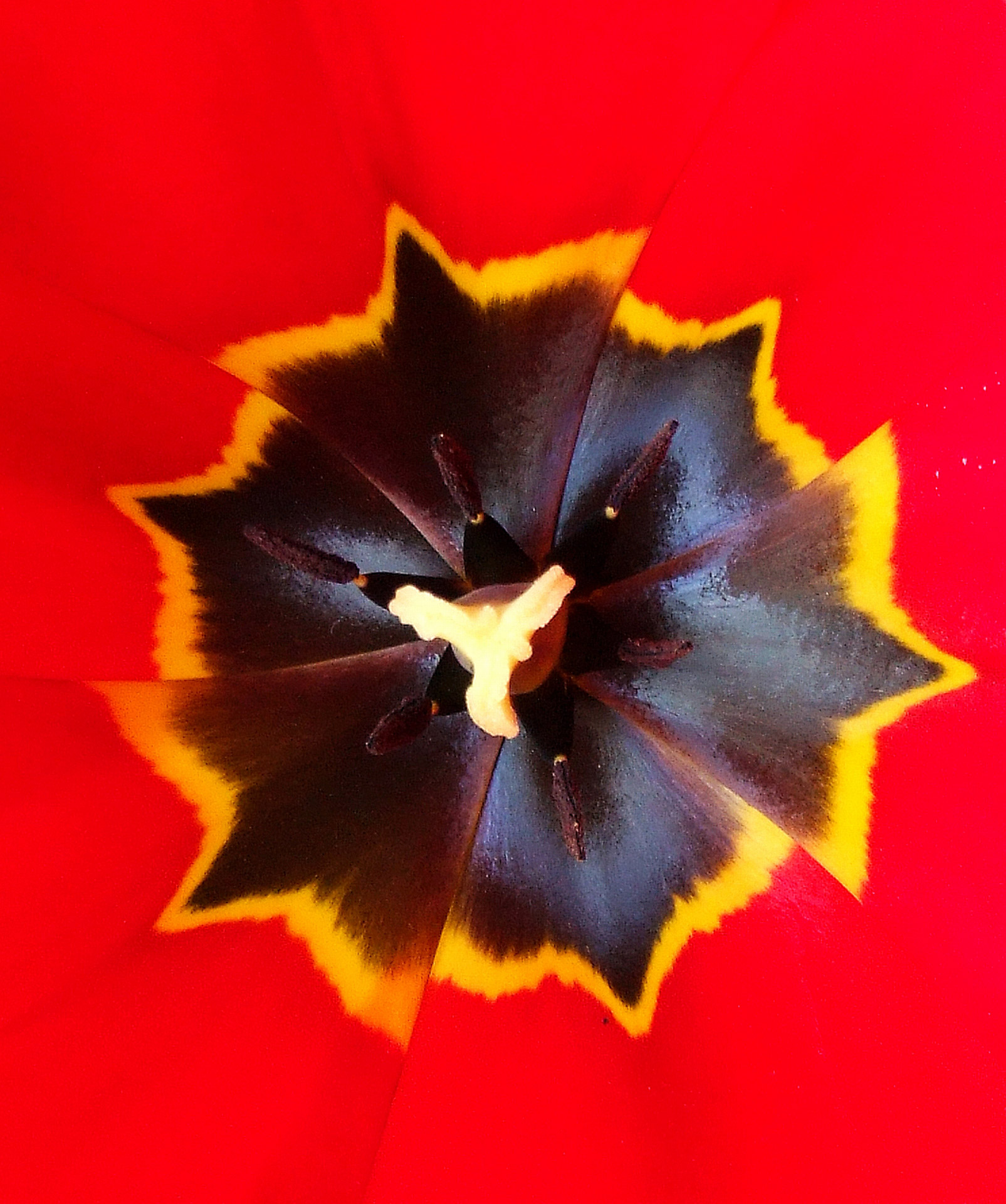 tulip stamp bee flower free photo