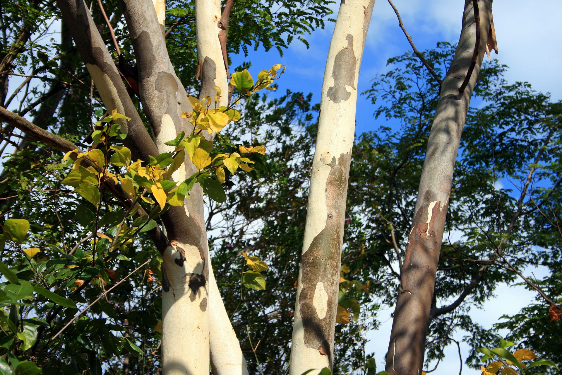 trees bluegums trunks free photo