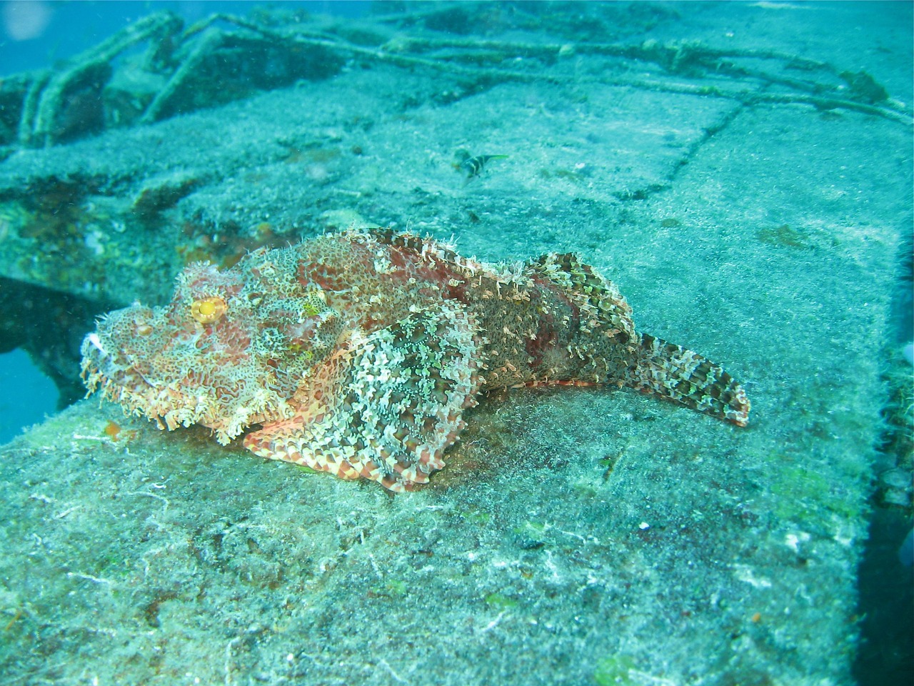 stenfisk borneo dive free photo