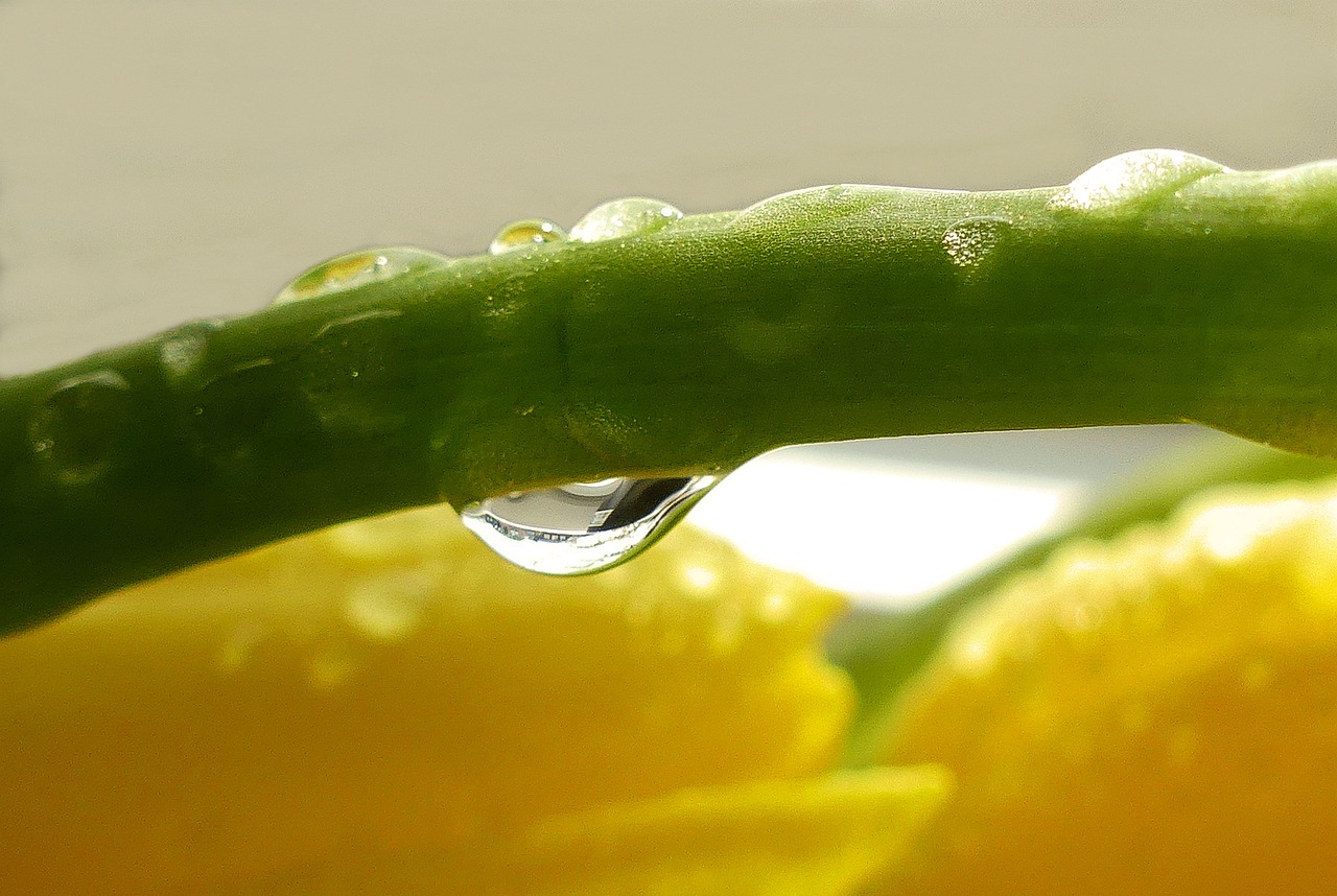 stengel  drop of water  grühn free photo