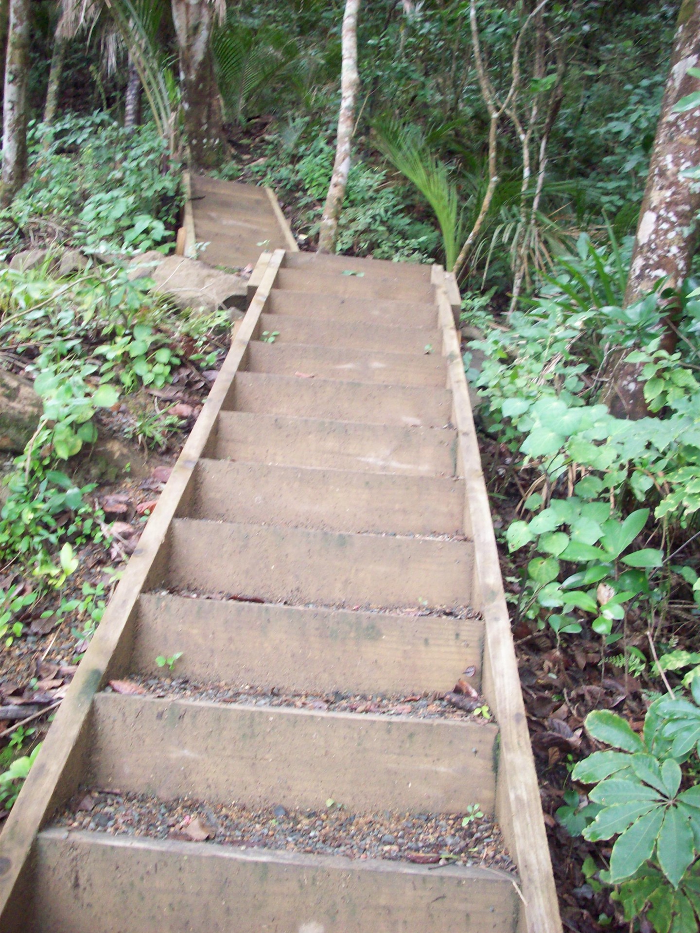 stairs wood stairs step stairs free photo