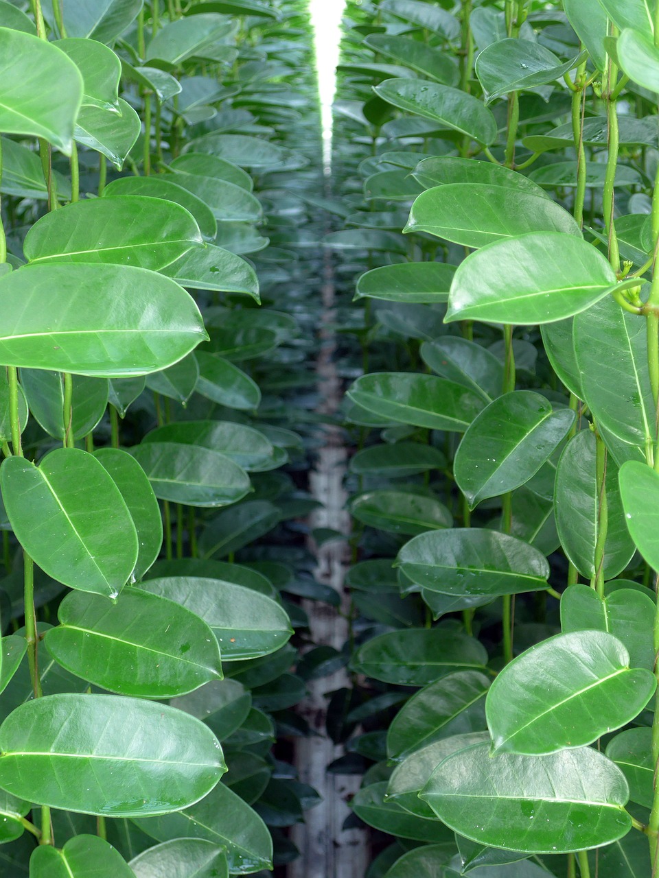 stephanotis green plant horticulture free photo