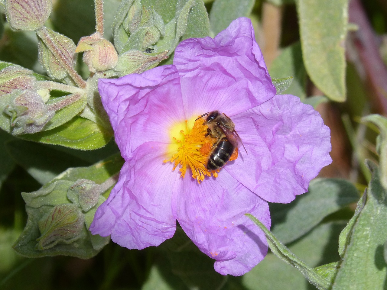 steppe cistus bee free photo