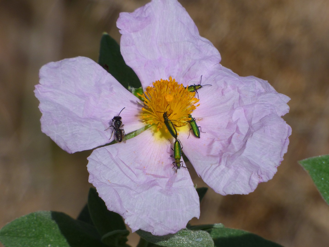 steppe wild flower psilothrix cyaneus free photo