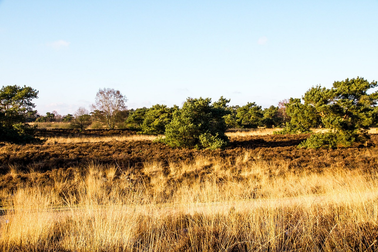 steppe pasture nature free photo