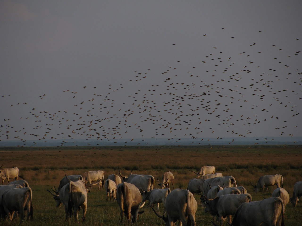 steppe cattle  pasture  flock of birds free photo