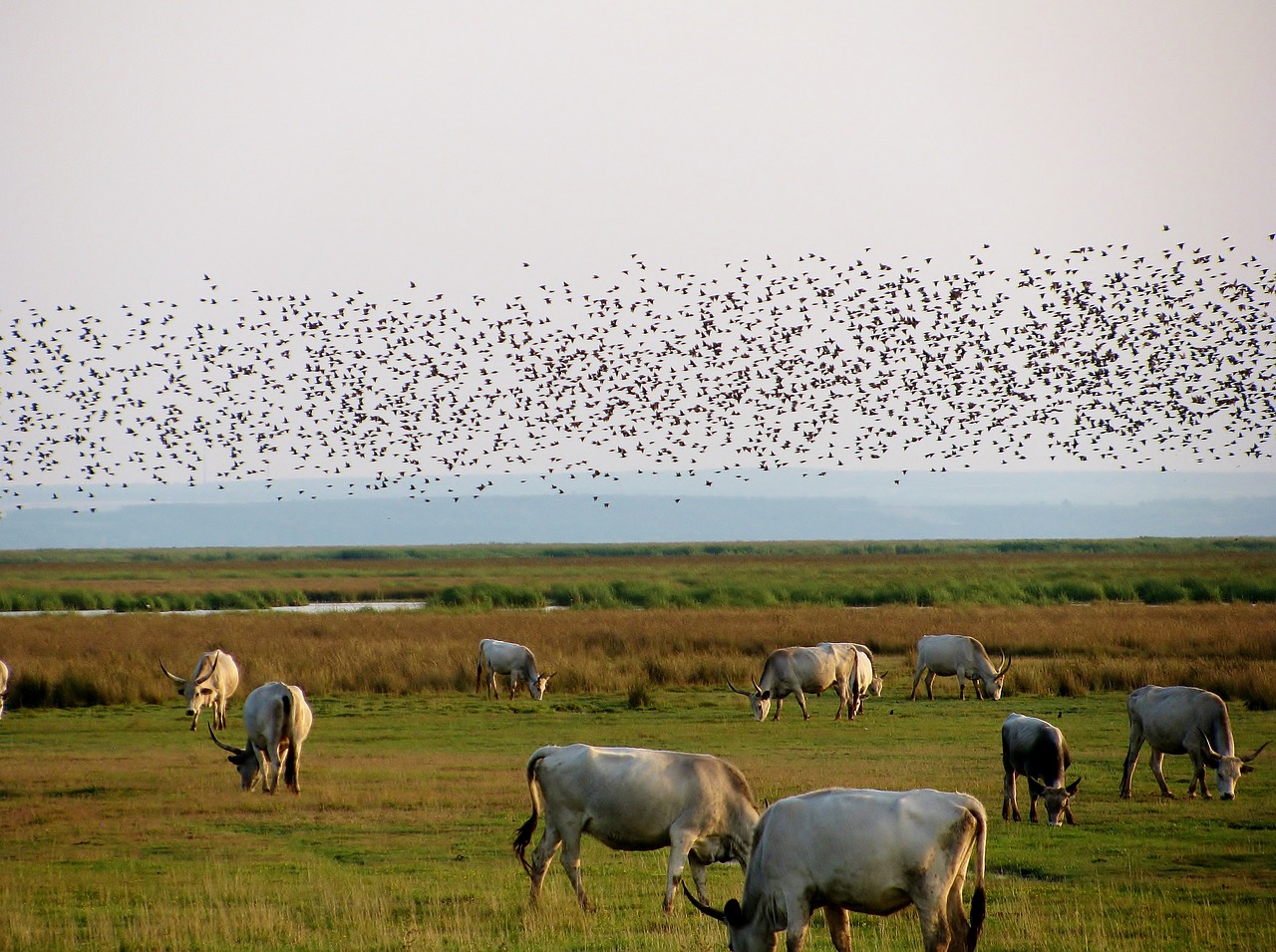 steppe cattle  flock of birds  pasture free photo