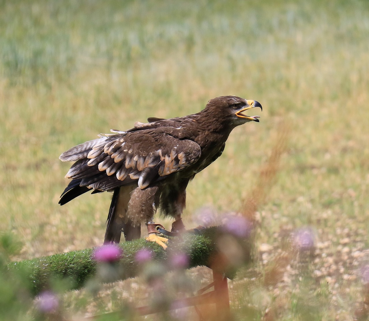 steppe eagle eagle steppe free photo