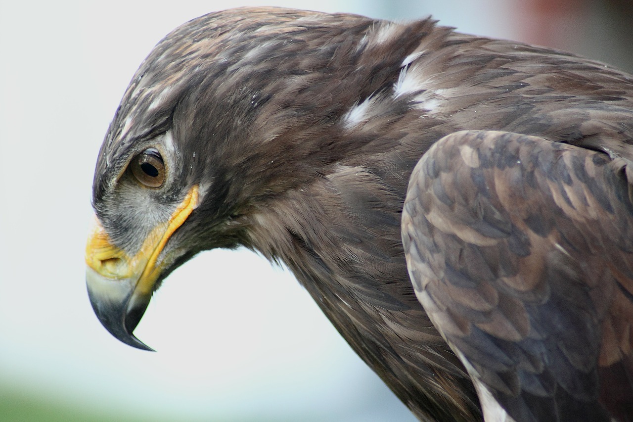 steppe eagle aquila nipalensis adler free photo