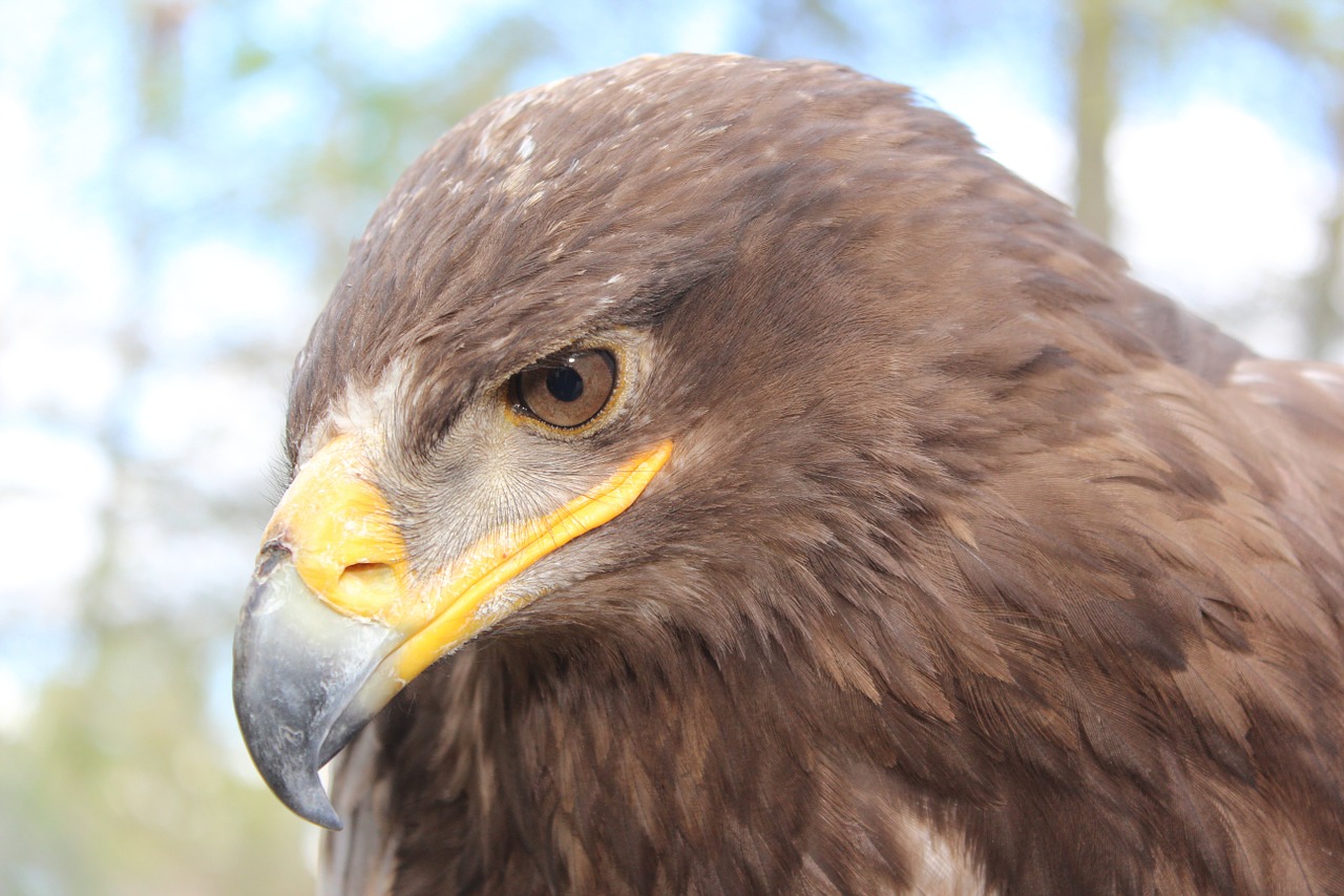 steppe eagle animal bird free photo