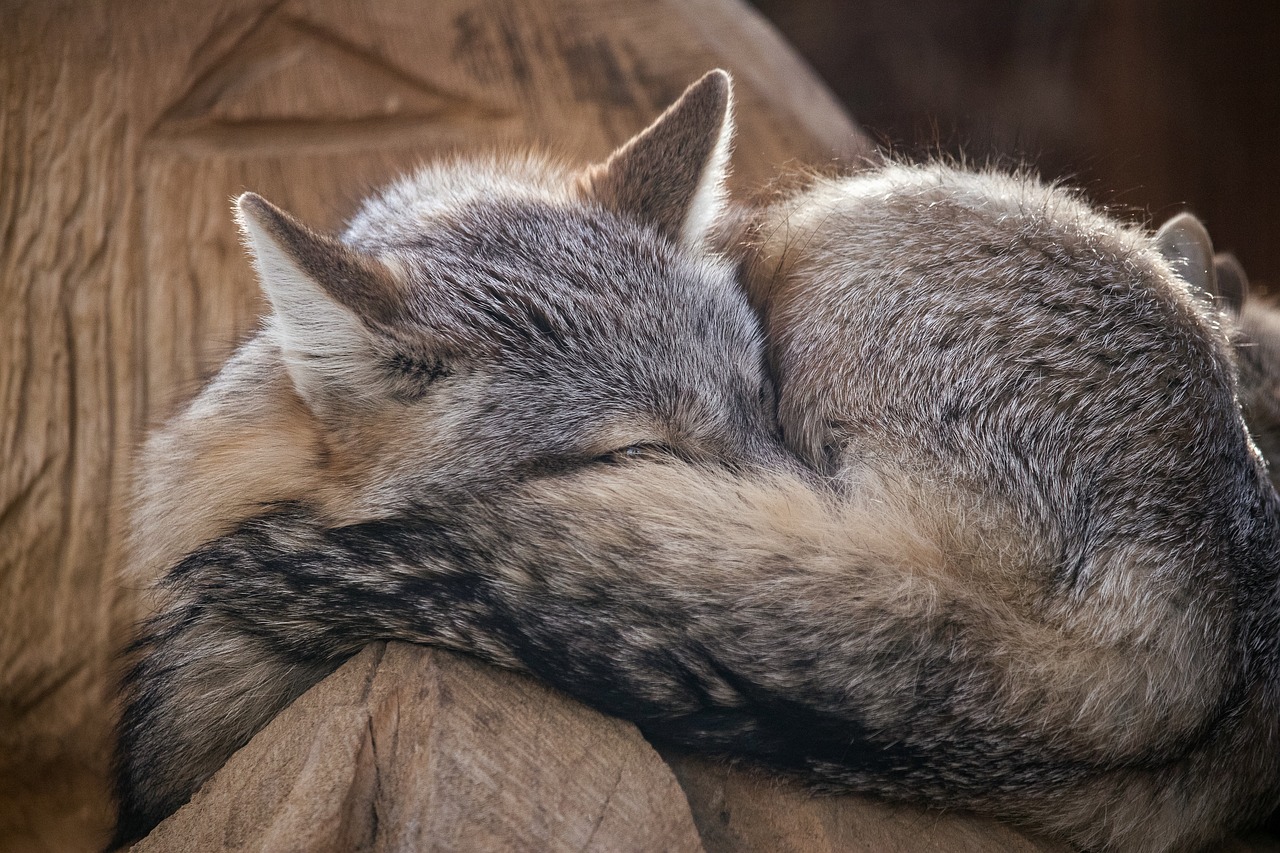 steppe fox  fuchs  mammal free photo