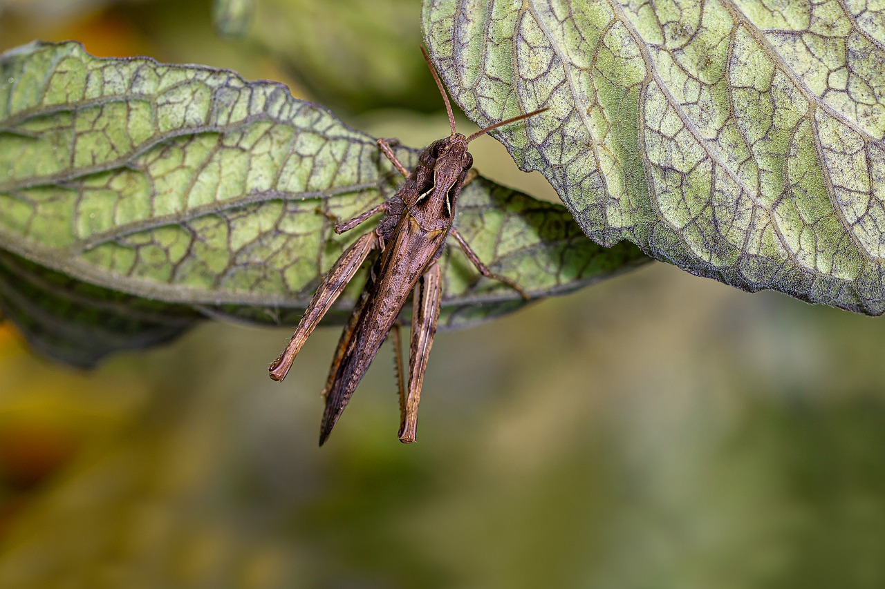 steppe grasshopper  as  caelifera free photo
