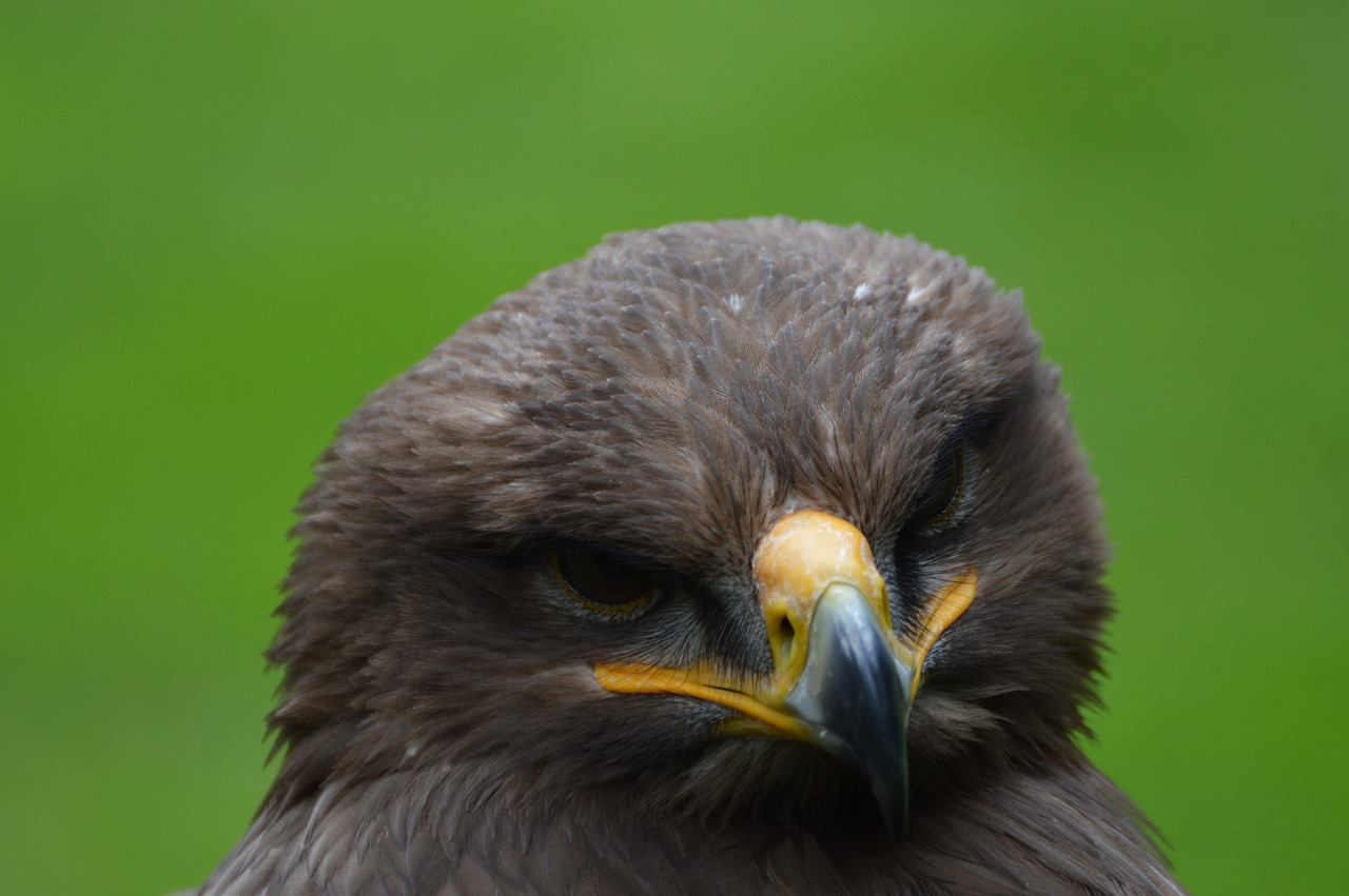 steppenarend eagle bird of prey free photo