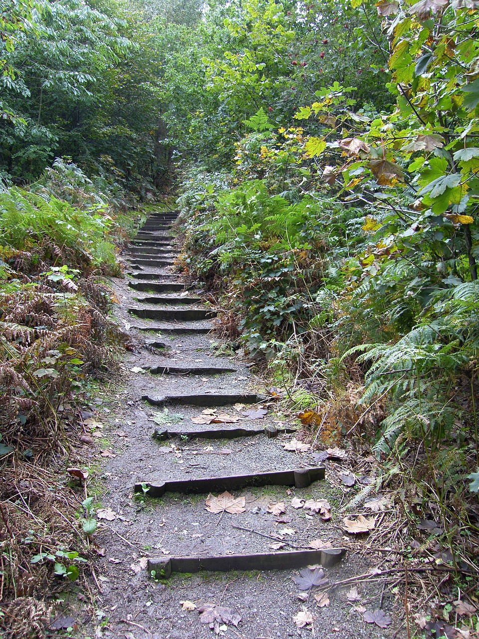 steps woods nature free photo