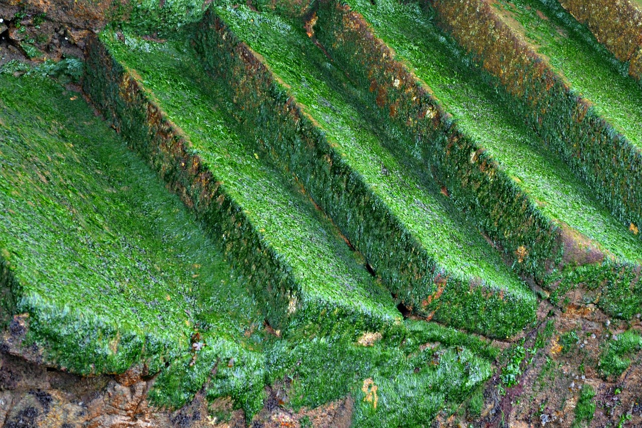 steps green mosses free photo
