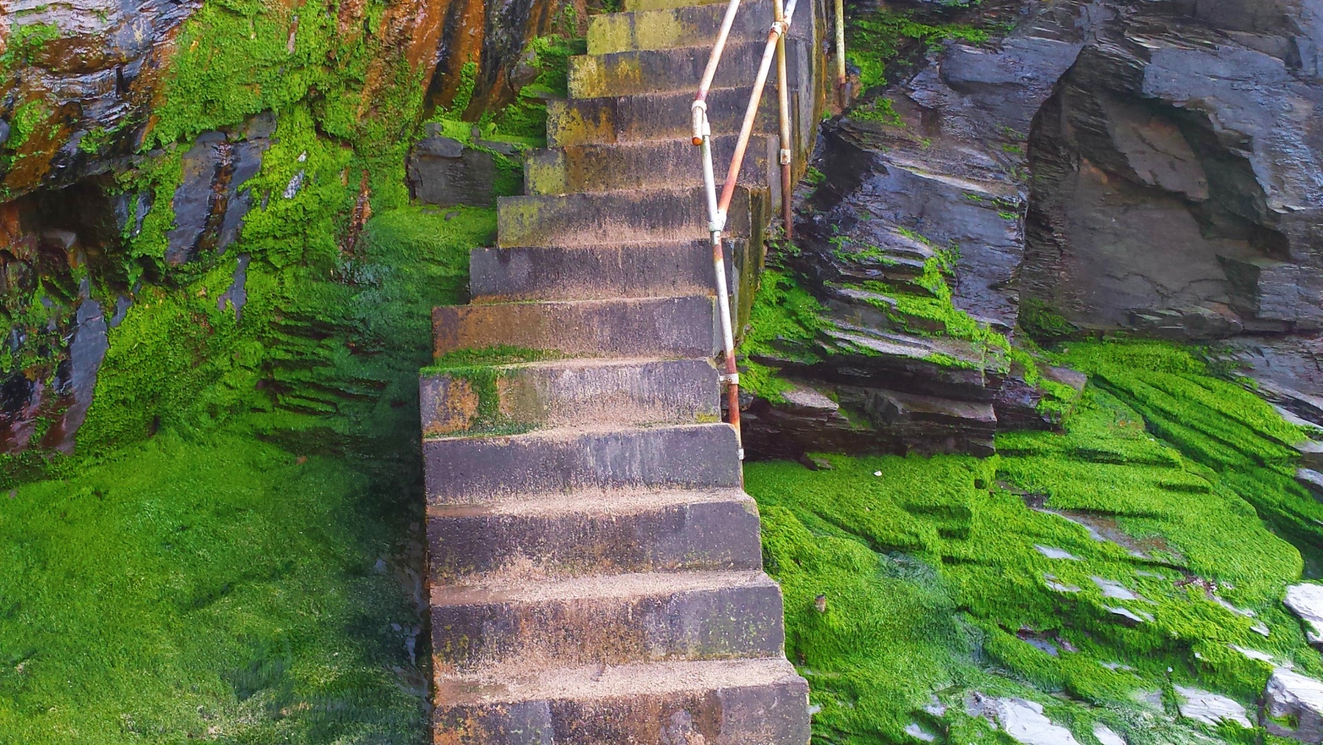 steps concrete seaweed free photo