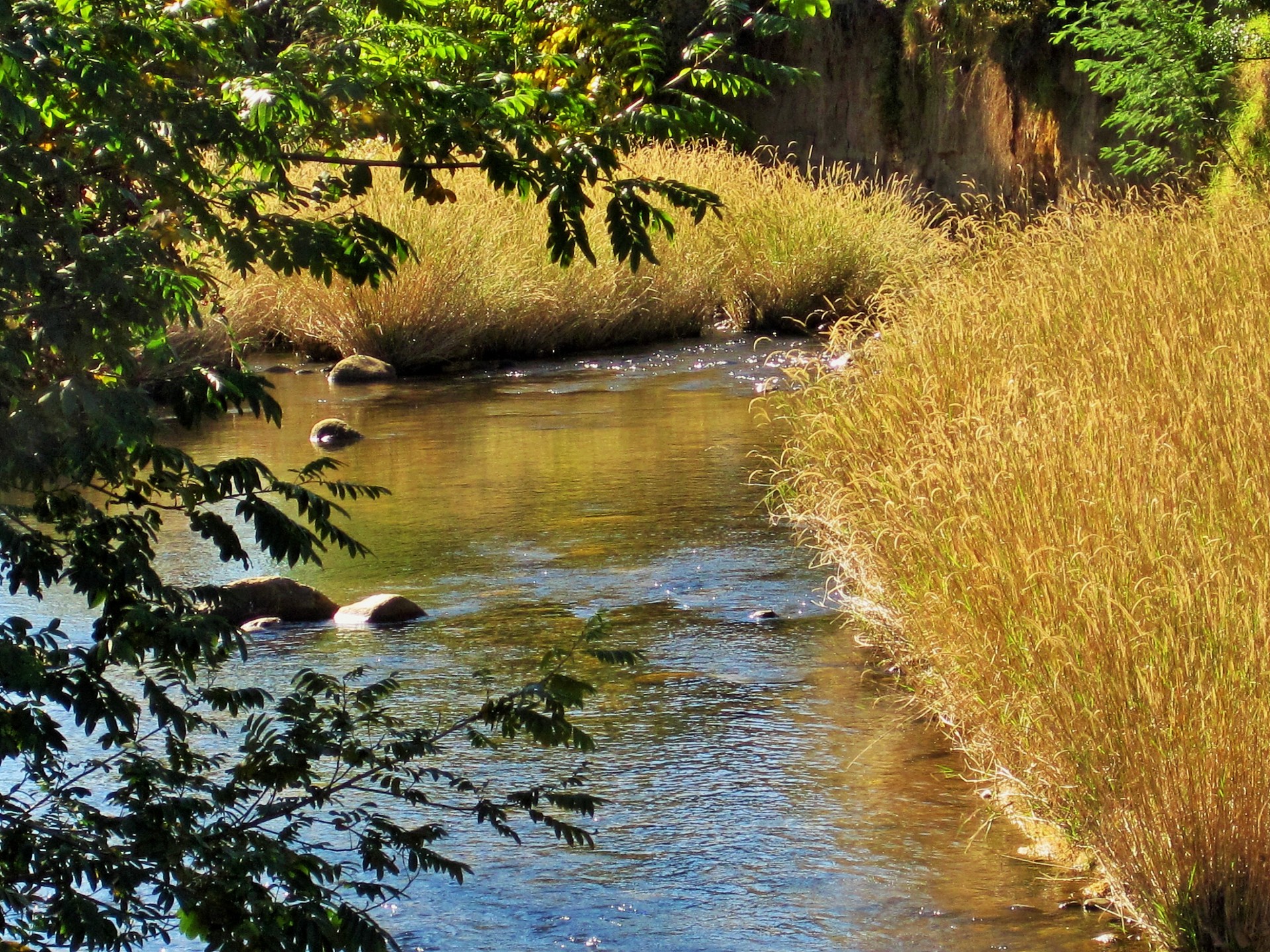 stream river water free photo