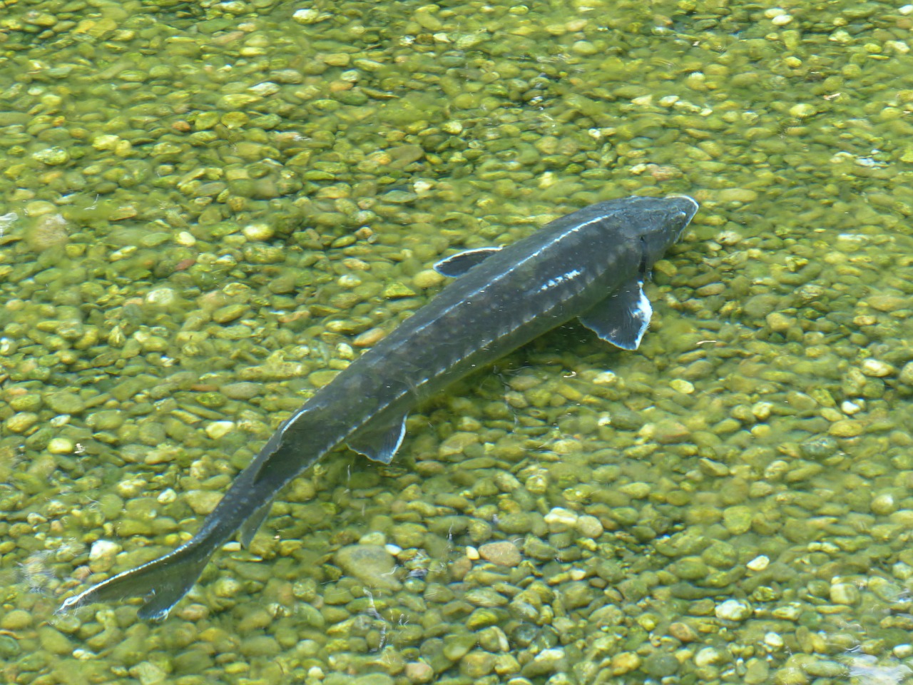 sterlet fish acipenser ruthenus free photo