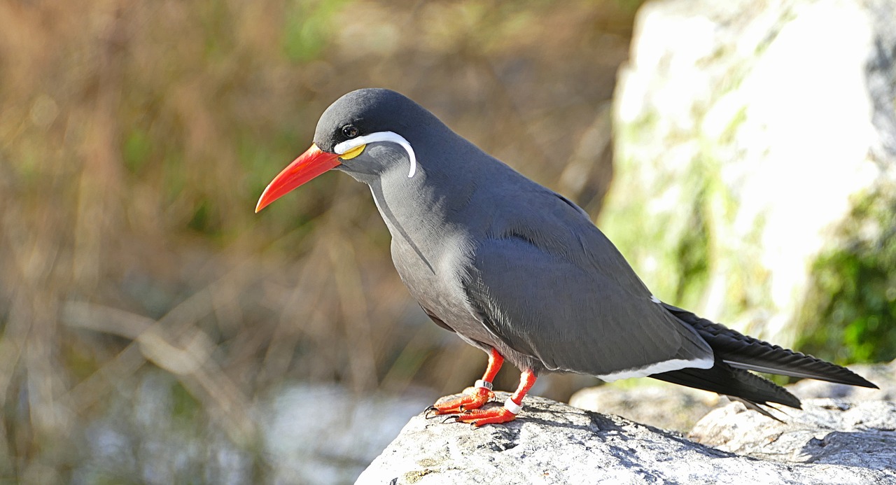 stern  bird  seabird free photo