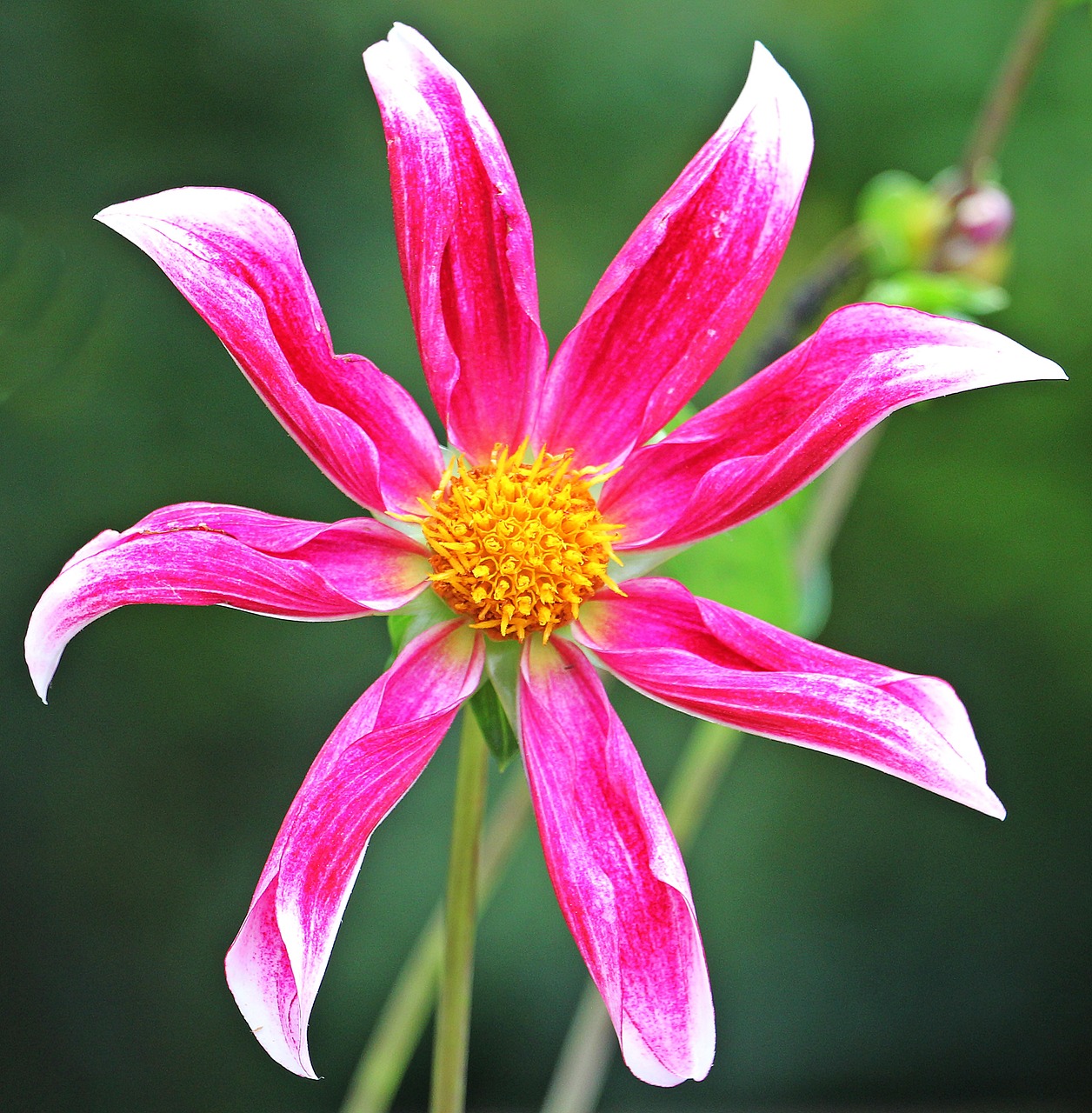 sterndahlie dahlia georgine free photo