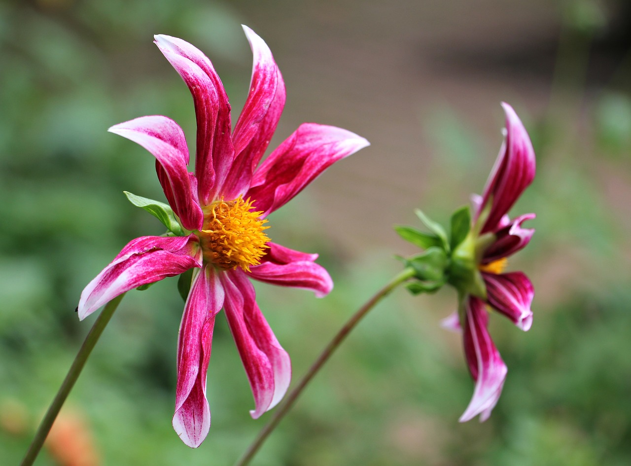 sterndahlie dahlia georgine free photo