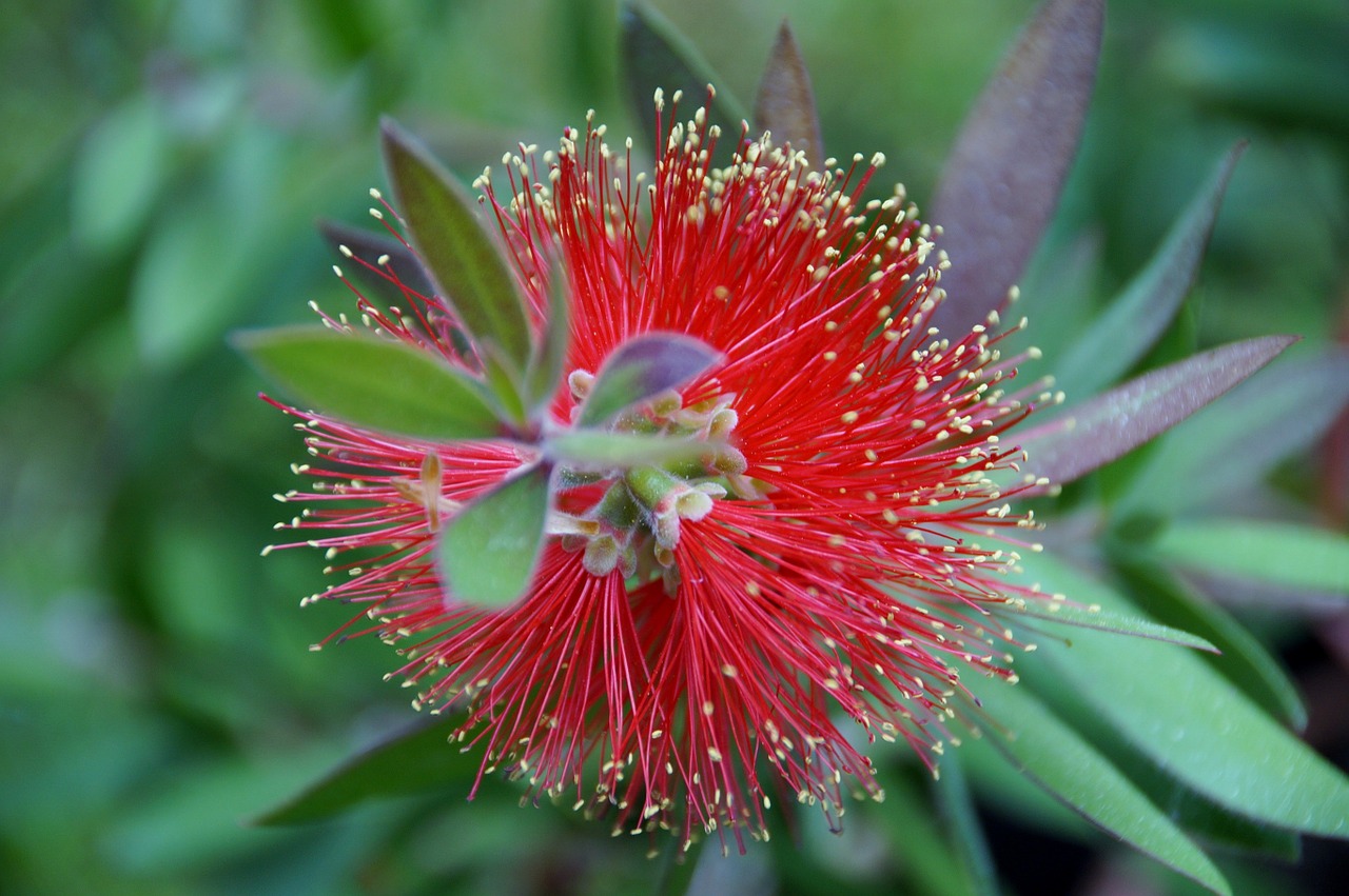 štetkovec flower exotic plant free photo