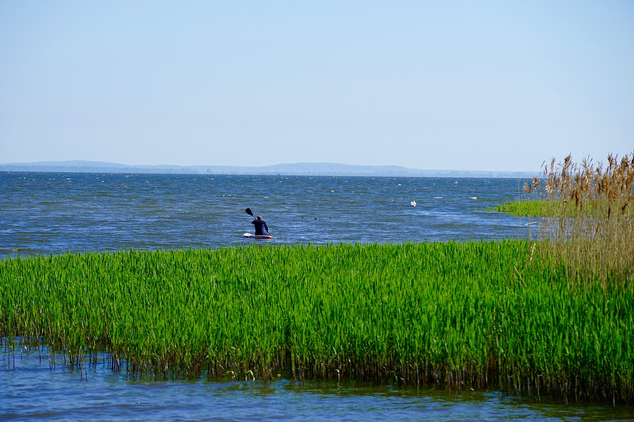 stettiner haff  reed  canoeing free photo