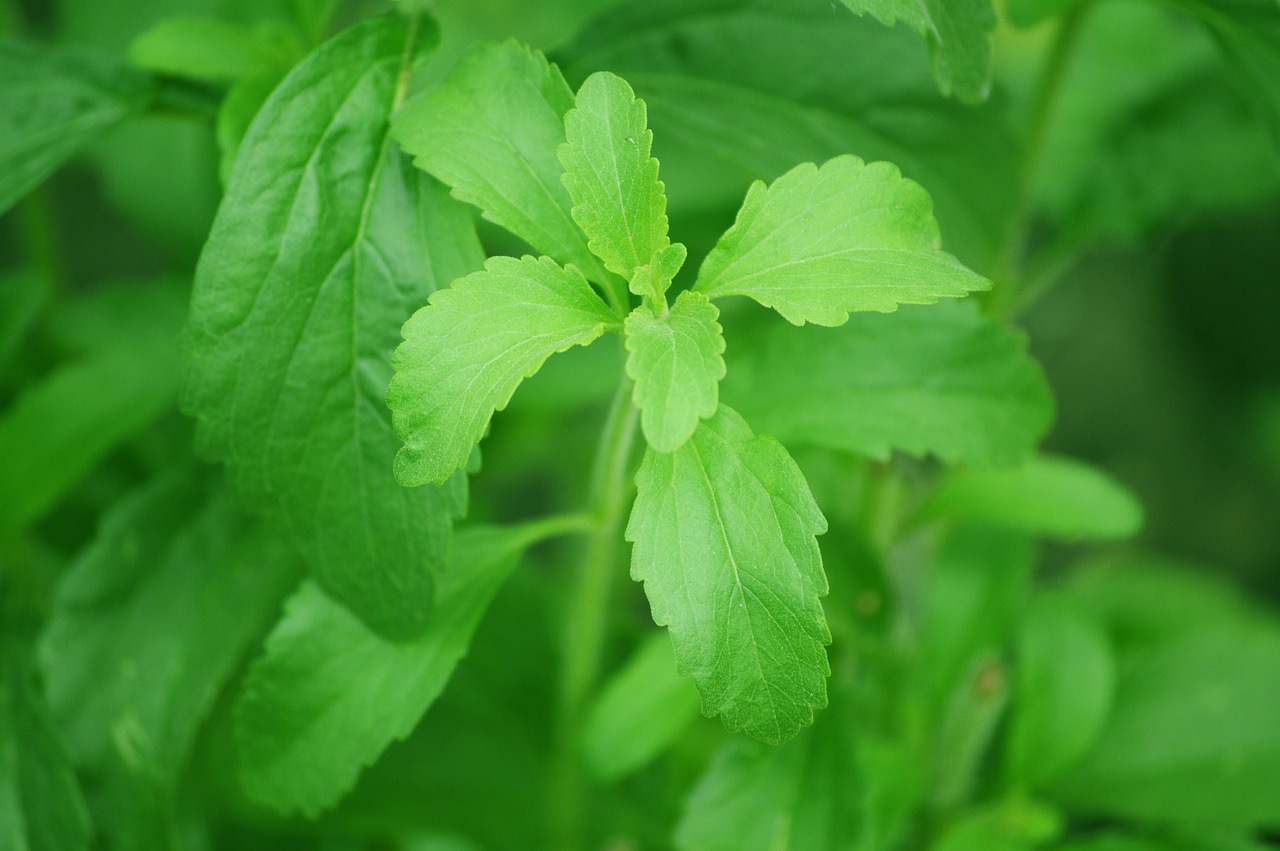 stevia leaf sugar plant free photo
