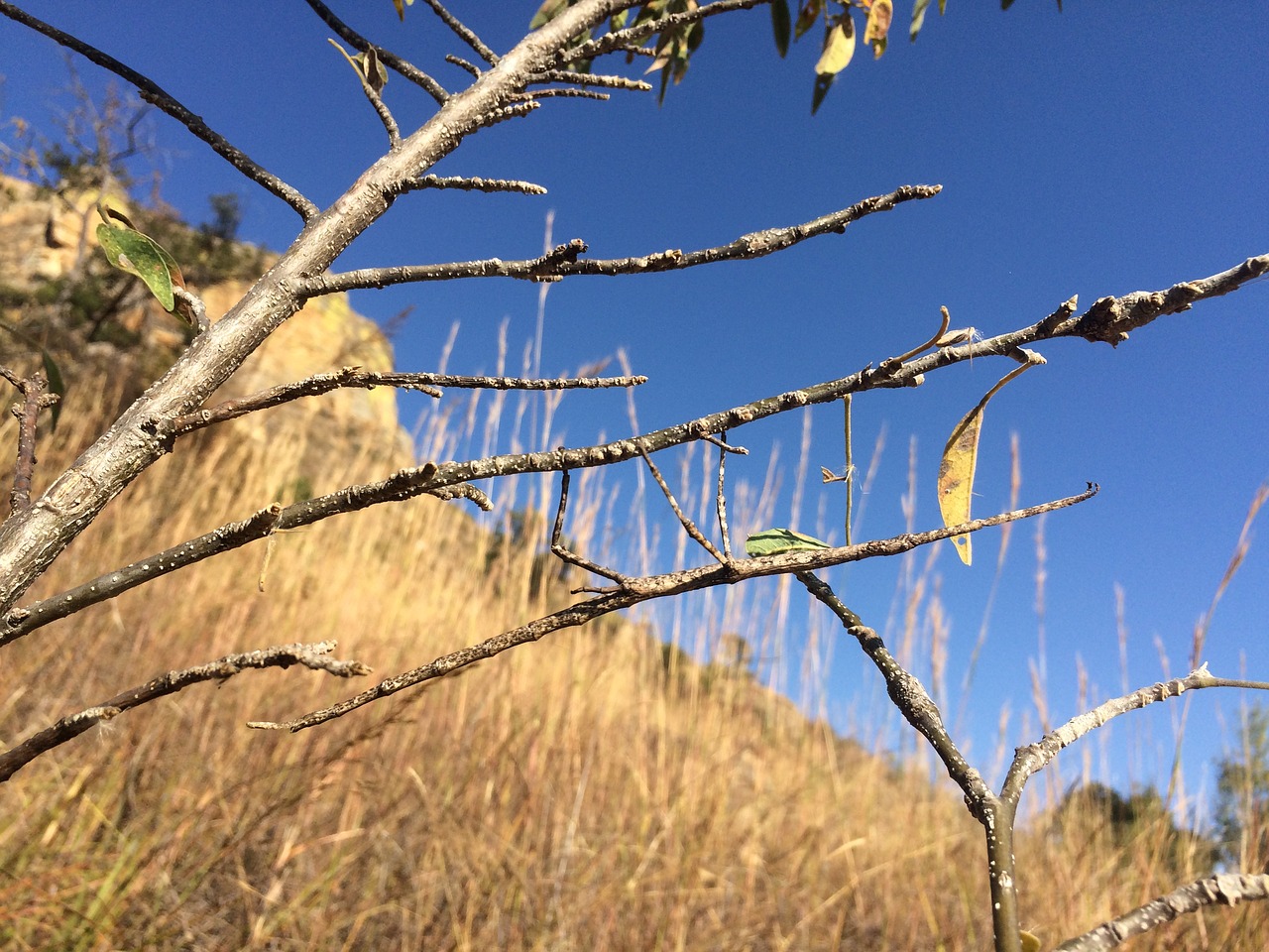 stick insect madagascar free photo