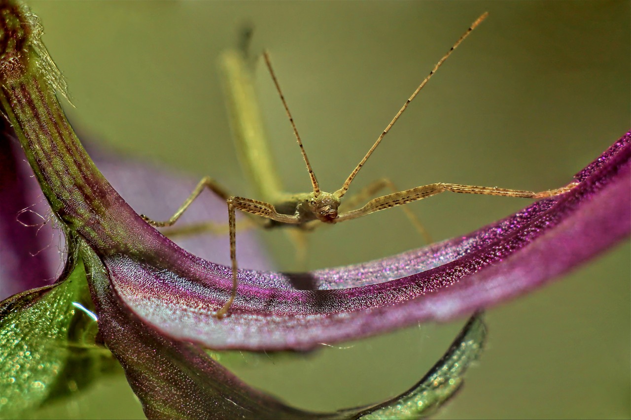 stick insect leaf macro free photo