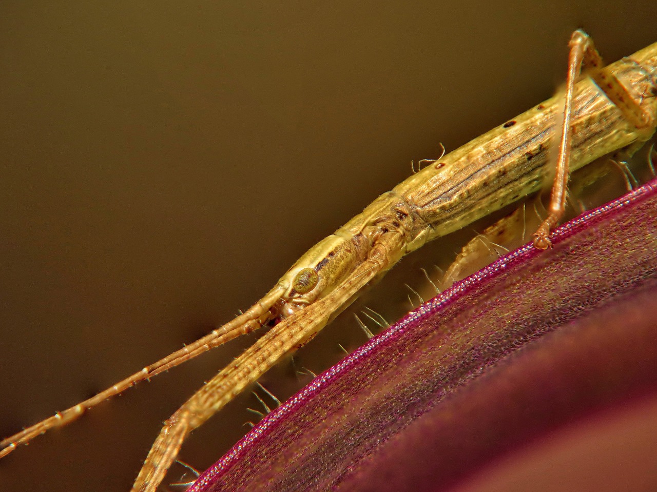 stick insect macro eye free photo