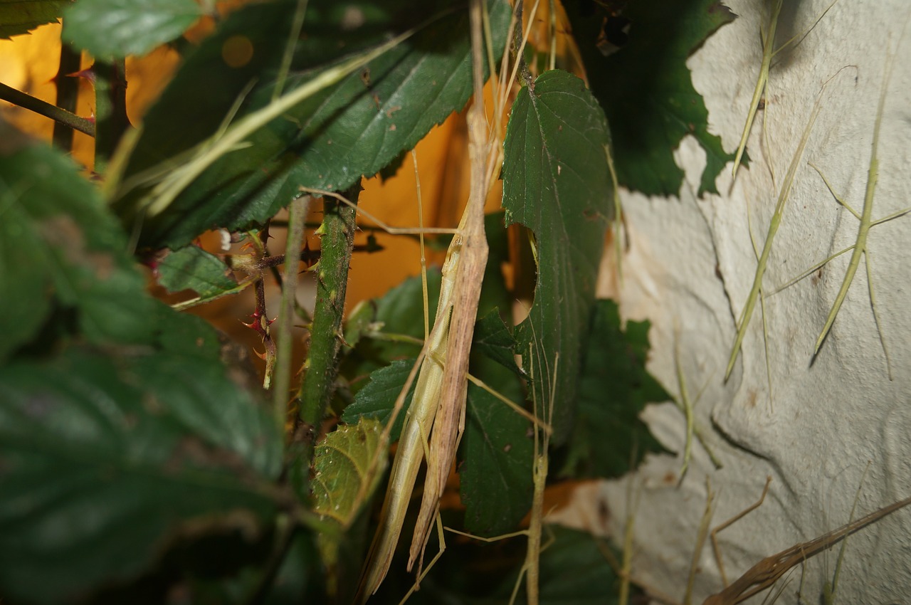 stick insect scare insect free photo