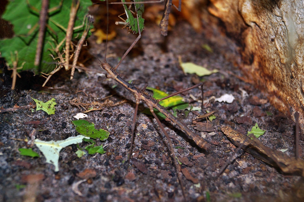 stick insect grasshoppers herbivores free photo