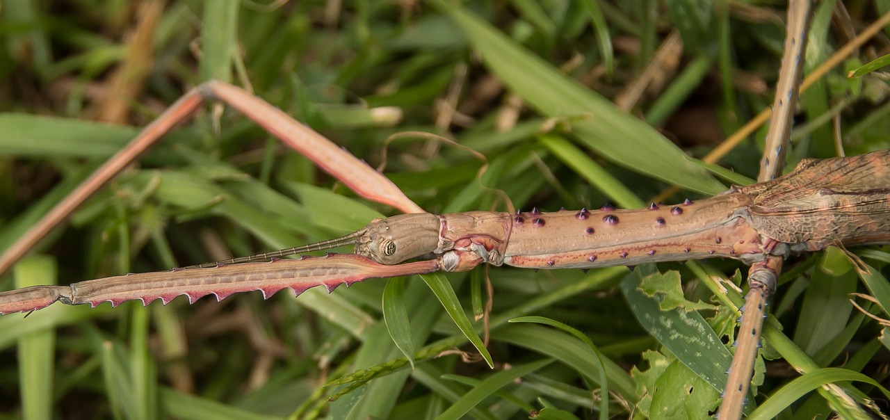 stick insect  tesselated phasmatid  brown free photo