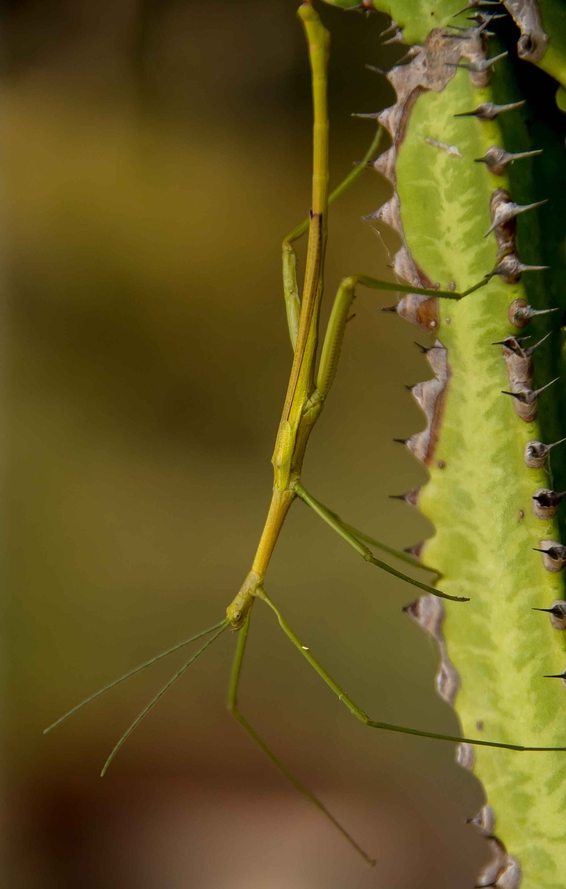 stick insect  green  wild free photo