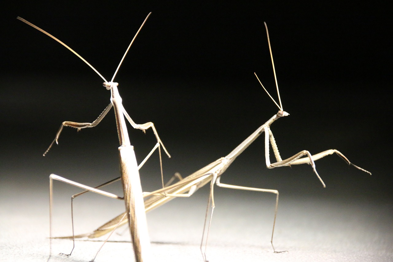 stick insect insect close-up free photo