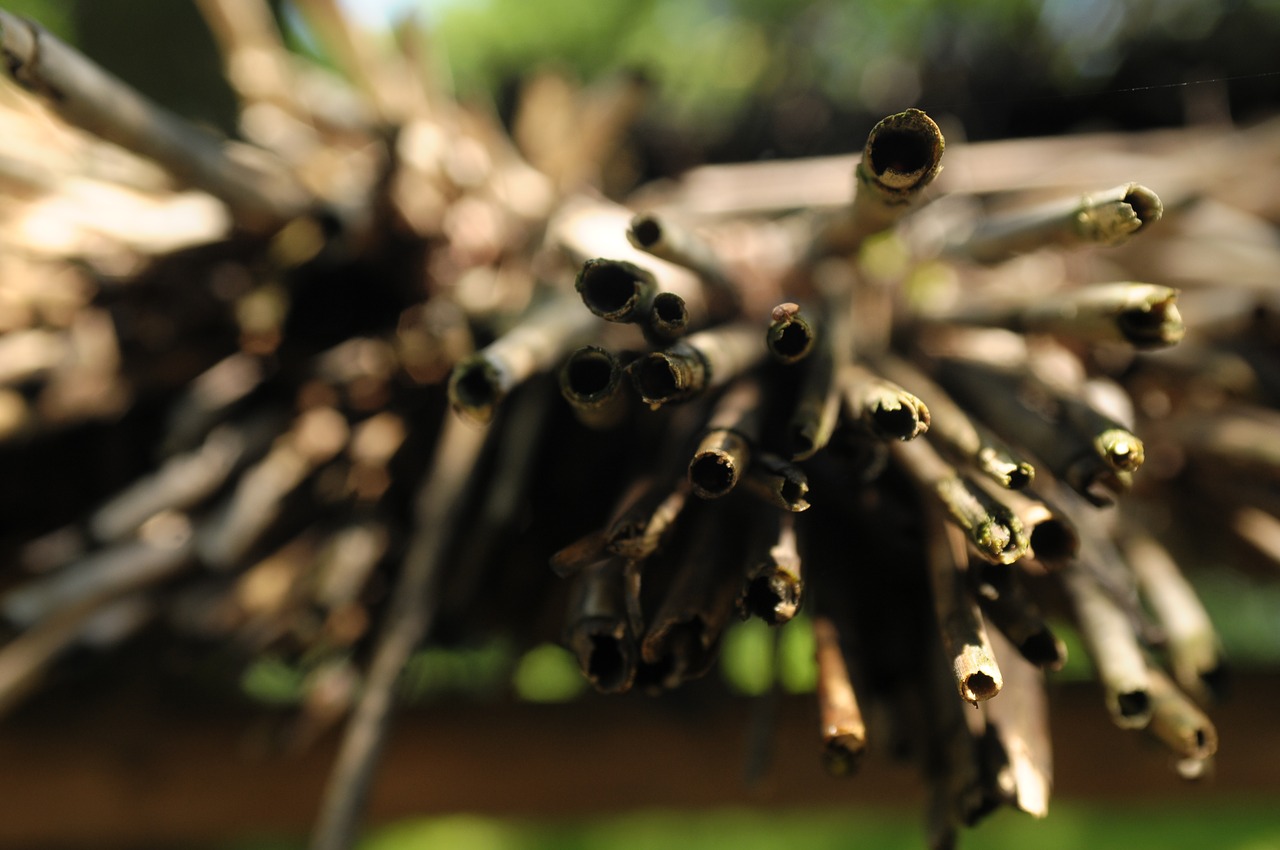 sticks  macro  blur free photo