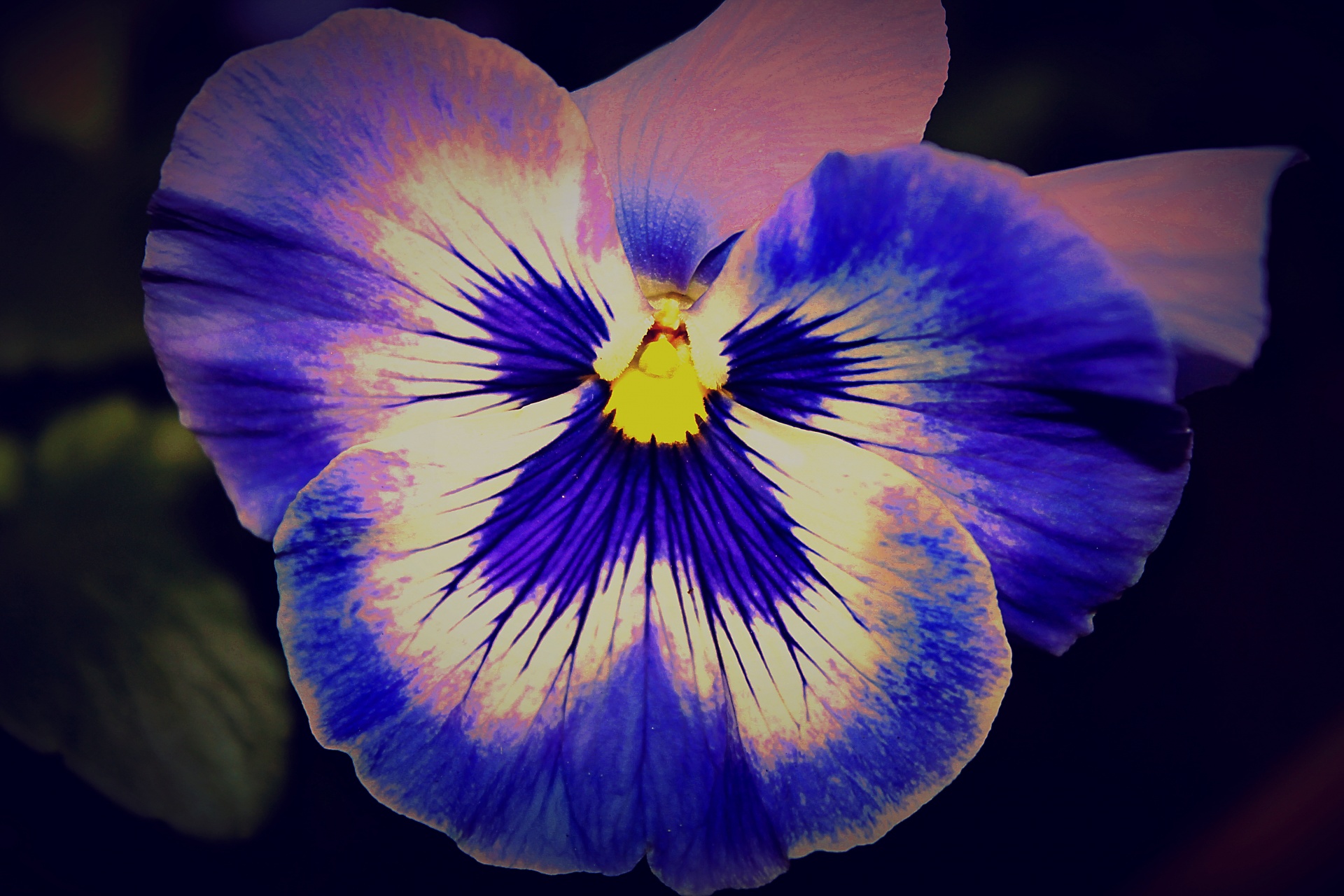 flower pansies flowers free photo